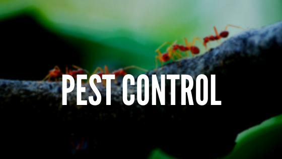 Having an Issue Dealing with Ant Infestations? - Digytalia