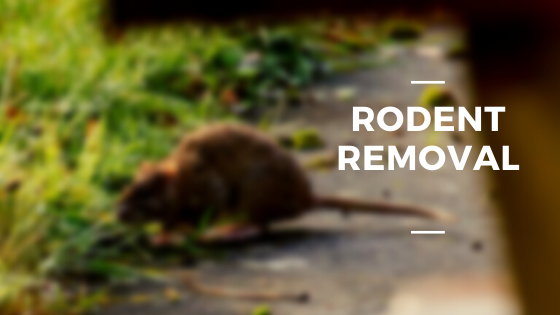 Why Should You Be Concerned About Rodents? - Digytalia