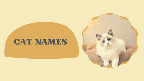 Good Hawaiian Cat Names - Digytalia