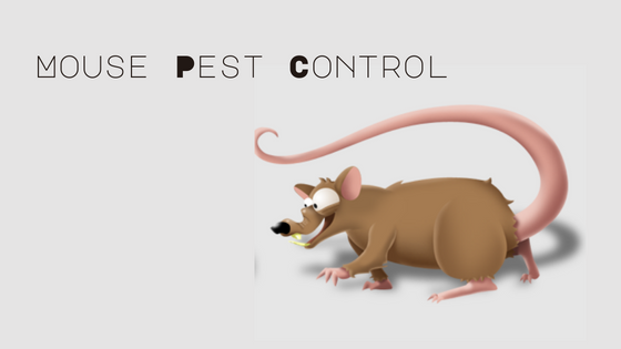 House Mouse Pest Control - Digytalia