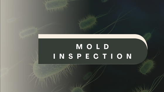 Mold Inspection Services in Summerville - Digytalia