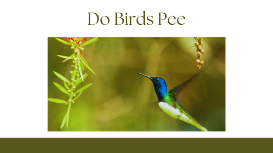 Do Birds Pee and Poop from the Same Hole? - Digytalia